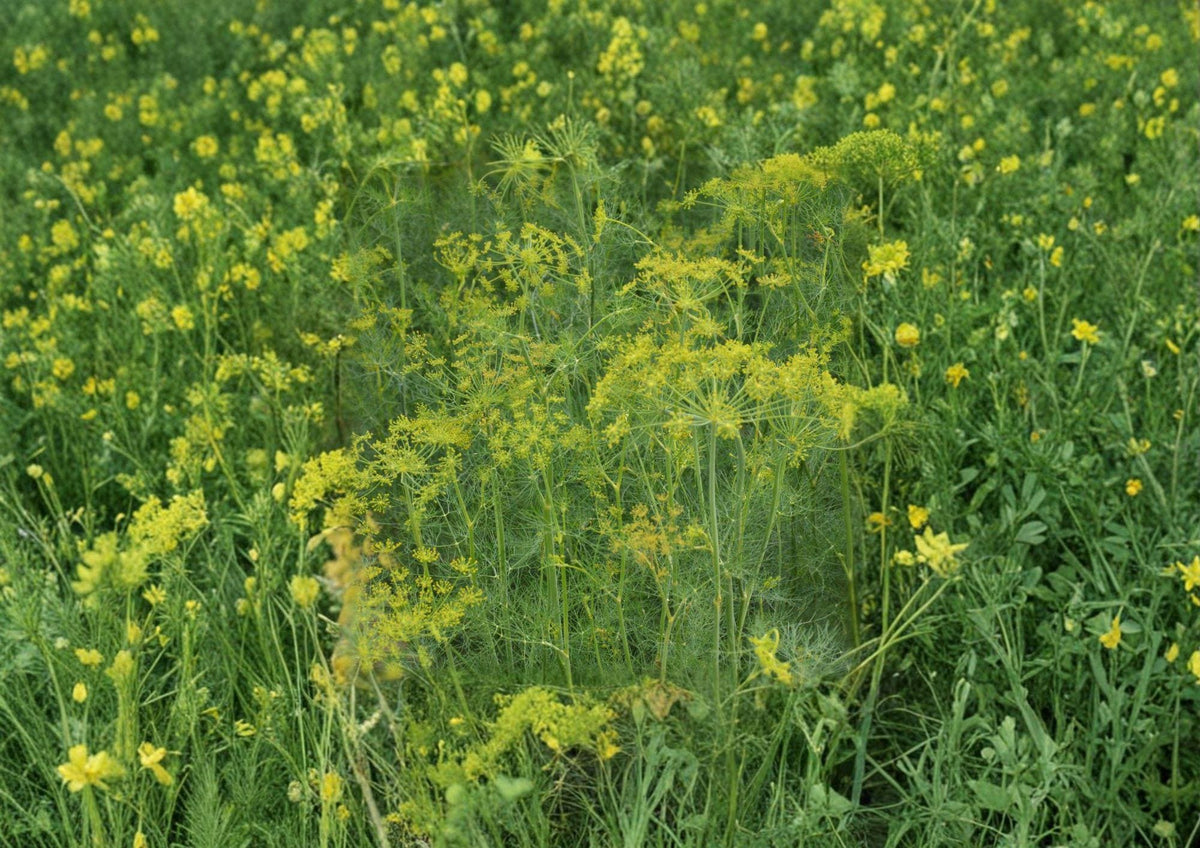 Dill Herb Seeds 500 Count – Anethum graveolens Bouquet, Aromatic, Culinary, Heirloom, Fast-Growing Annual