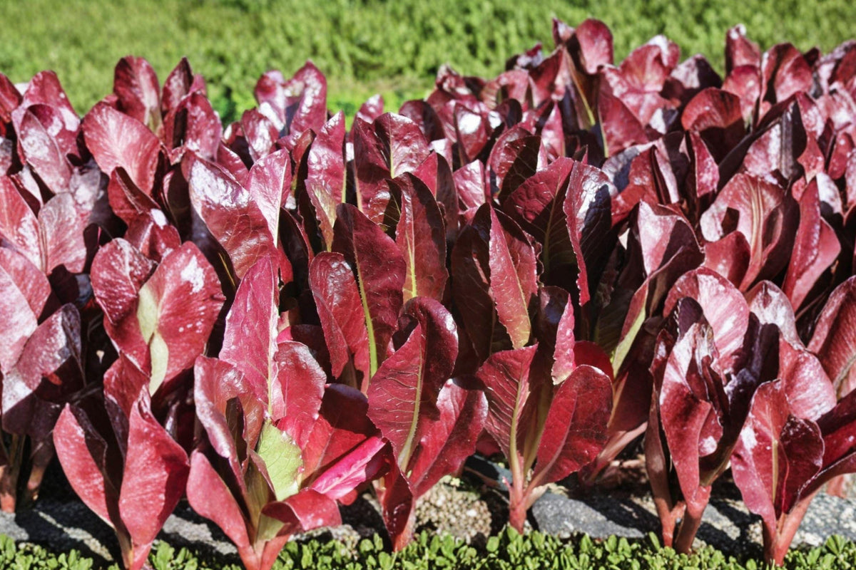 Red Romaine Lettuce Seeds – Heirloom, Non-GMO, Crisp Salad Green, Upright Heads, Deep Red Leaves, 1000 Seeds