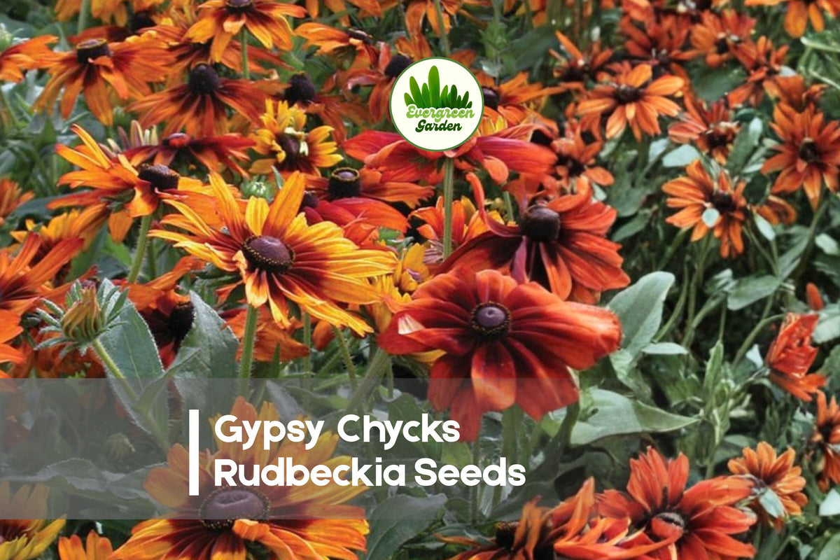 Gypsy Chycks Rudbeckia Seeds – 200+ Bi-Color Yellow, Bronze, Red Blooms for Borders, Wildflower Gardens, Pollinator Attractant
