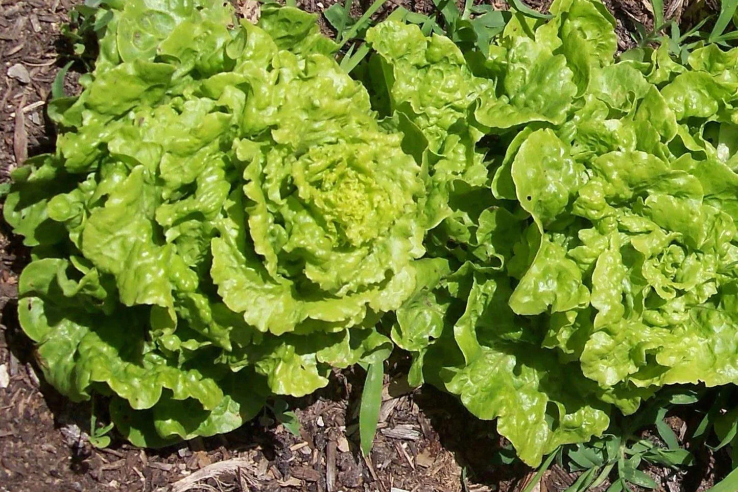 Bibb Butterhead Lettuce Seeds - Heirloom, Non-GMO, Sweet Salad Green, Compact, Tender, Cool-Season, 1000 Seeds