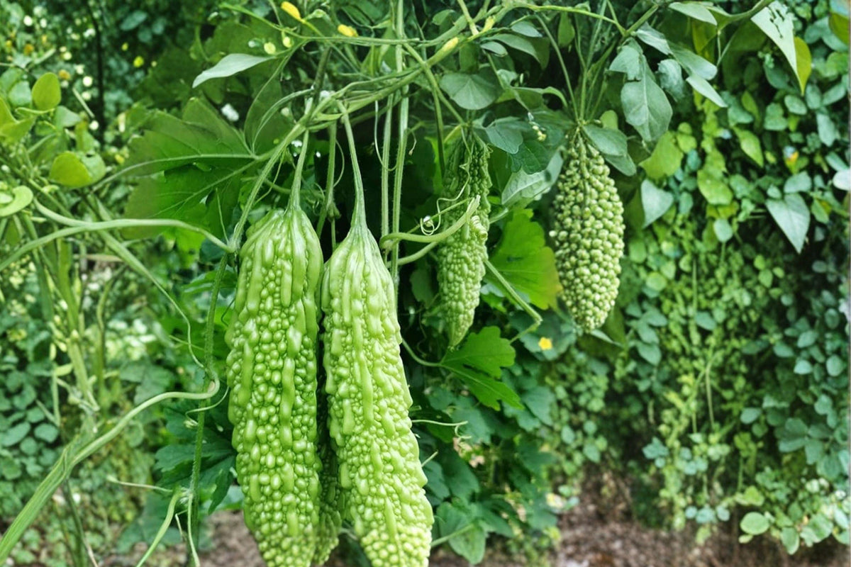 Dark Jade Hybrid Bitter Melon Seeds – High Yield Tropical Climbing Vine for Asian Cuisine, Garden, and Greenhouse