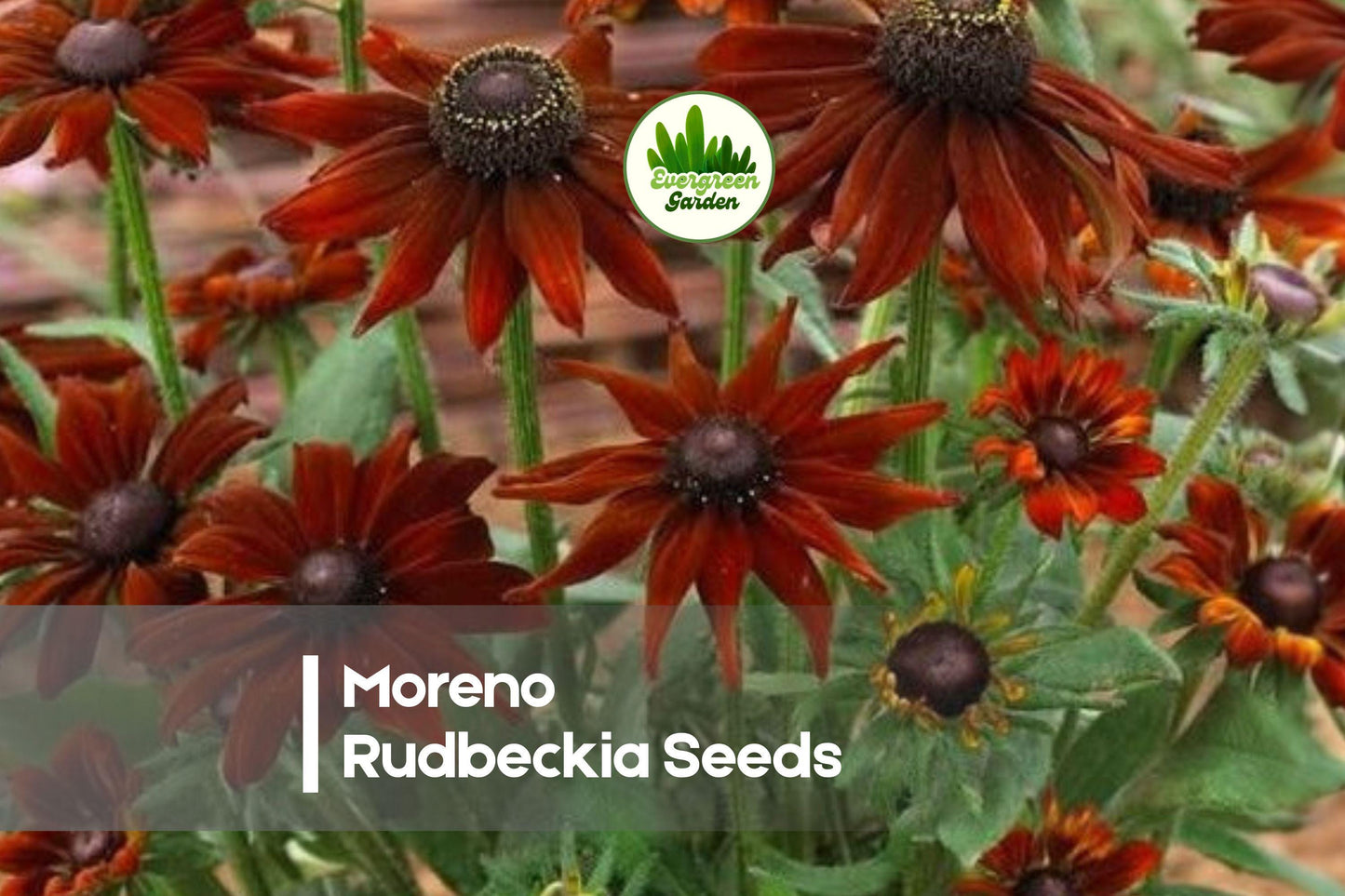 Moreno Rudbeckia Seeds – 200 Red Bronze Mahogany Blooms, Full Sun, Easy Grow, Pollinator Friendly, Rudbeckia hirta