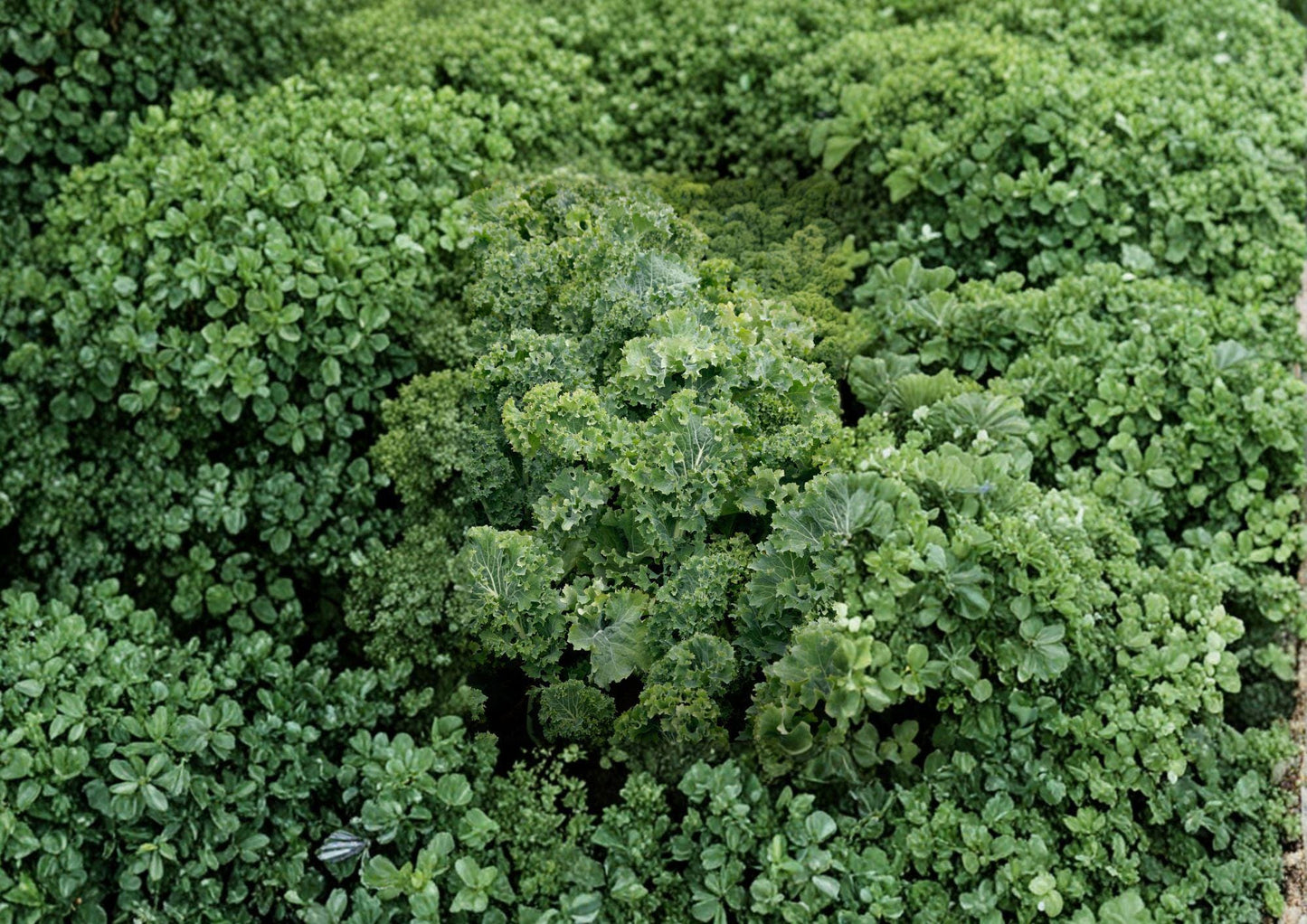Dwarf Siberian Improved Kale Seeds - Heirloom, Cold Hardy, Curled Leaf Vegetable, 500 Seeds
