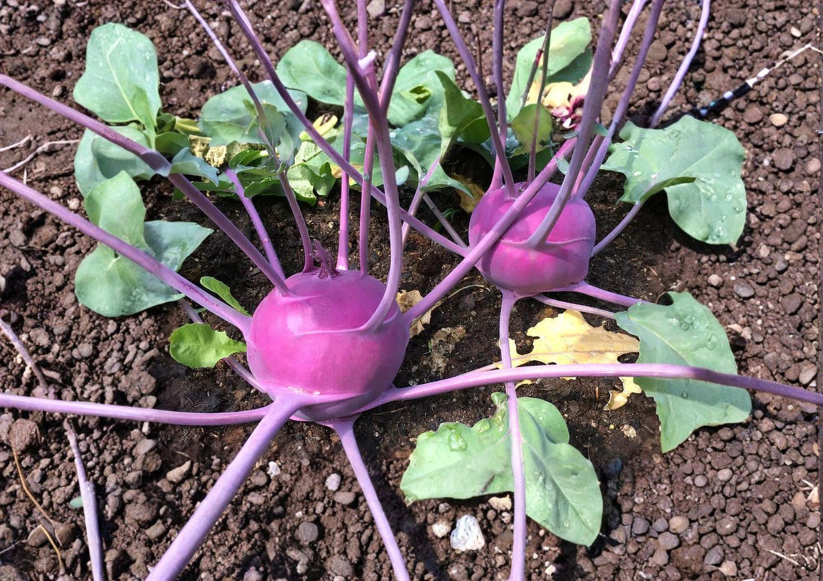 Purple Vienna Kohlrabi Seeds – Heirloom Vegetable, Compact, Edible Leaves, Cool-Season, 100 Seeds
