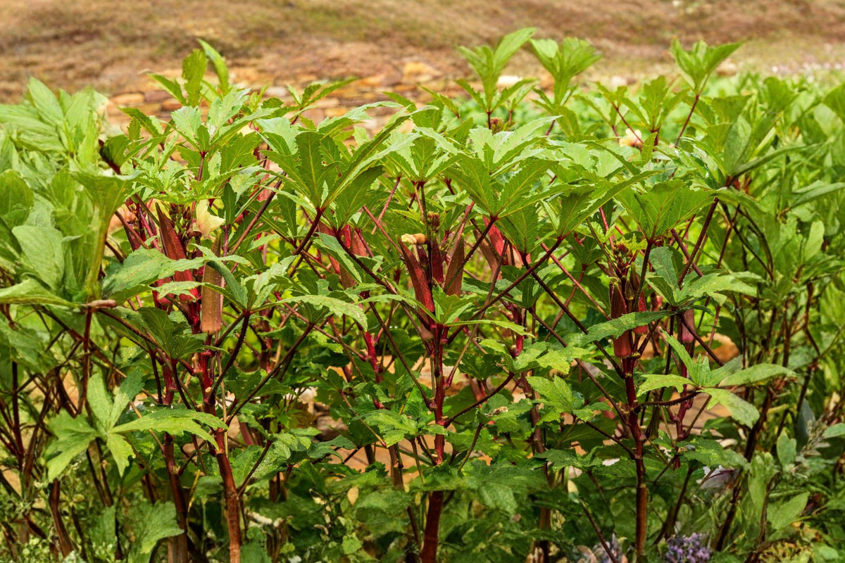 Red Burgundy Okra Seeds – Heirloom Non-GMO Edible & Ornamental Vegetable Planting, Vibrant Red Pods, Tall Growing, Heat-Loving