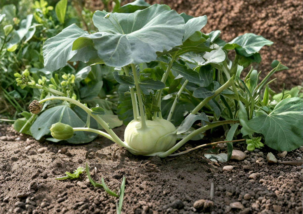 White Vienna Kohlrabi Seeds – Heirloom Crisp Garden Vegetable, 100 Seeds, Edible Leaves, Cool-Season Brassica oleracea