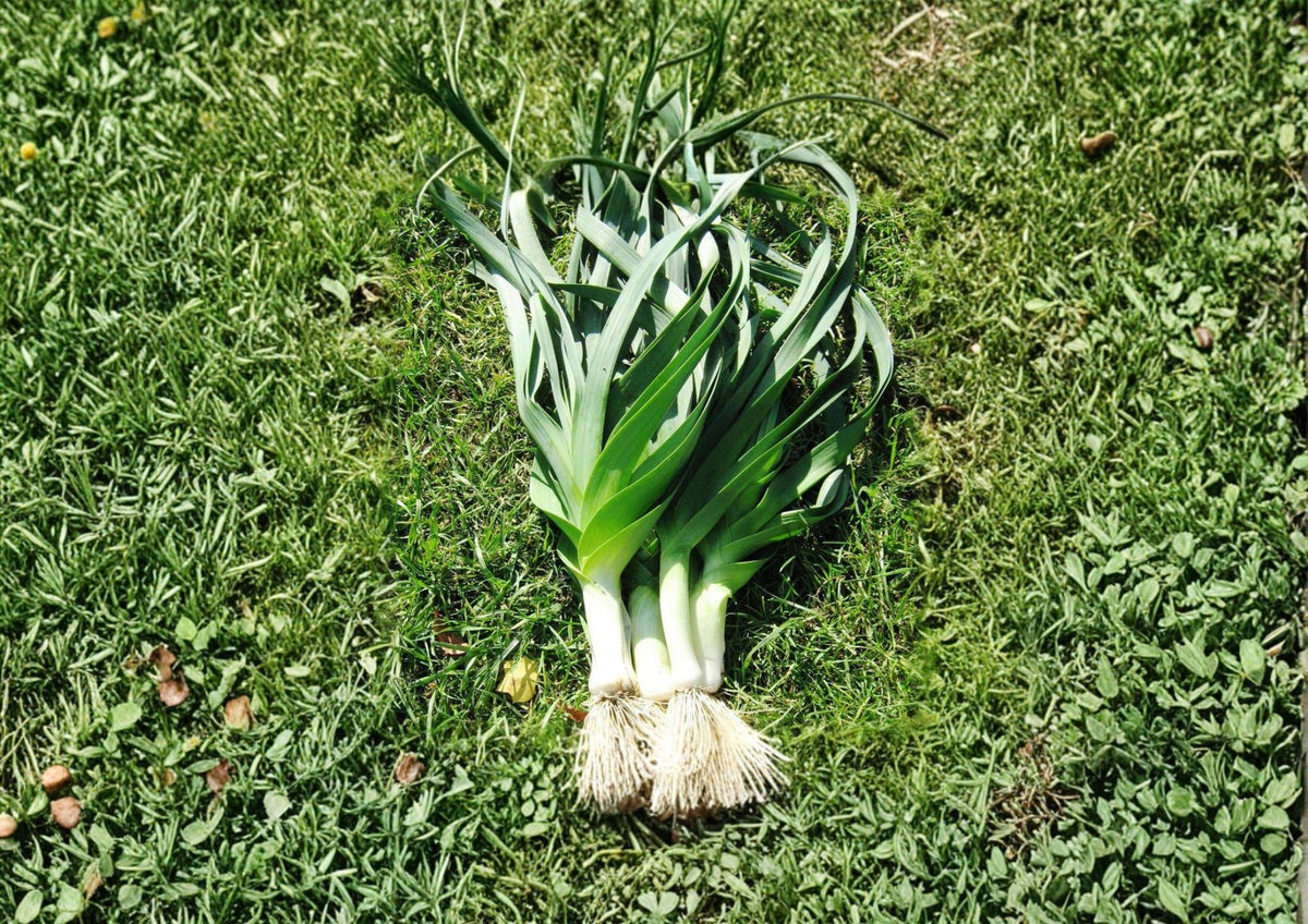 American Flag Leek Seeds – Heirloom, Cold Hardy, Thick White Stems, Blue-Green Foliage, Culinary Vegetable, 100 Seeds