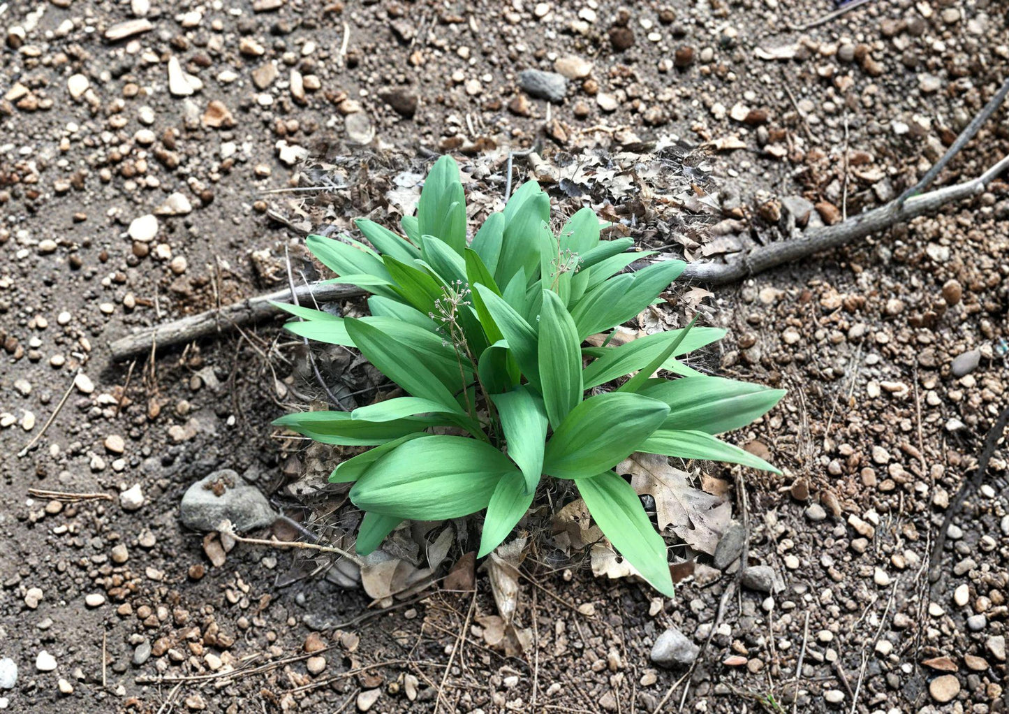 Wild Leek Ramp Seeds – Native Woodland Spring Vegetable, Allium tricoccum, Edible Green Leaves & Bulbs, 10 Seeds
