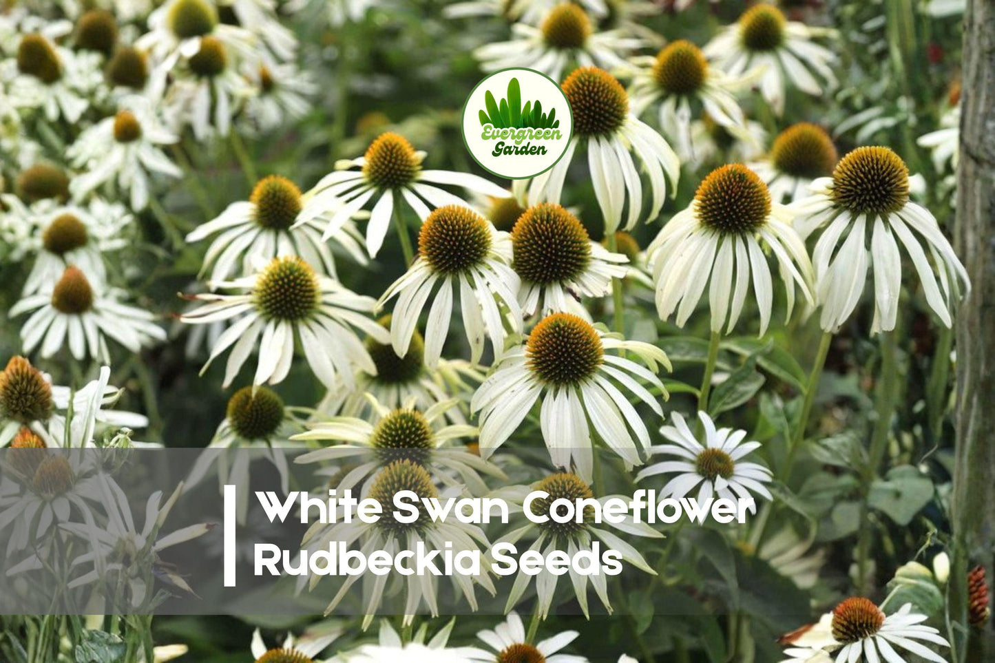 White Swan Coneflower Rudbeckia Seeds – 200+ Fresh White Rudbeckia hirta for Borders, Pollinator Gardens, Summer Blooms