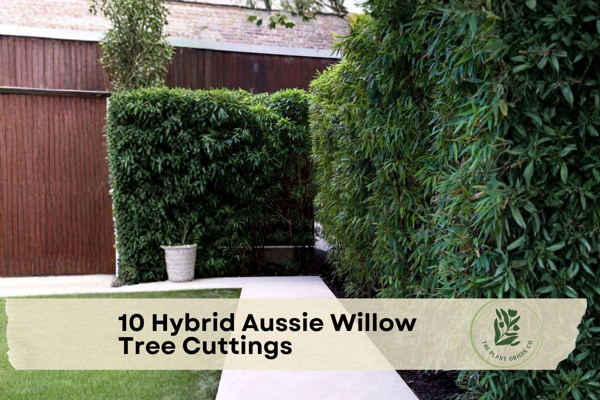 Hybrid Aussie Willow Tree Cuttings – Fast-Growing Salix Hybrid for Privacy, Shade & Windbreaks