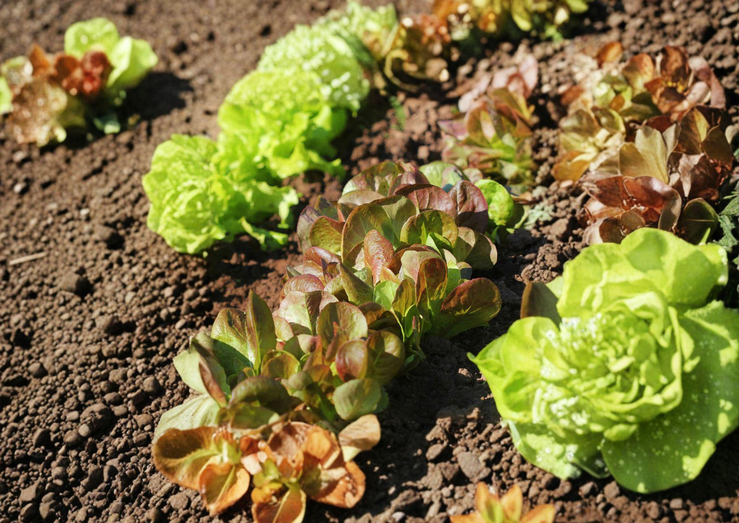 Rouge De Hiver Red Romaine Lettuce Seeds – French Heirloom, Cool-Season, Winter Hardy, 1000 Seeds