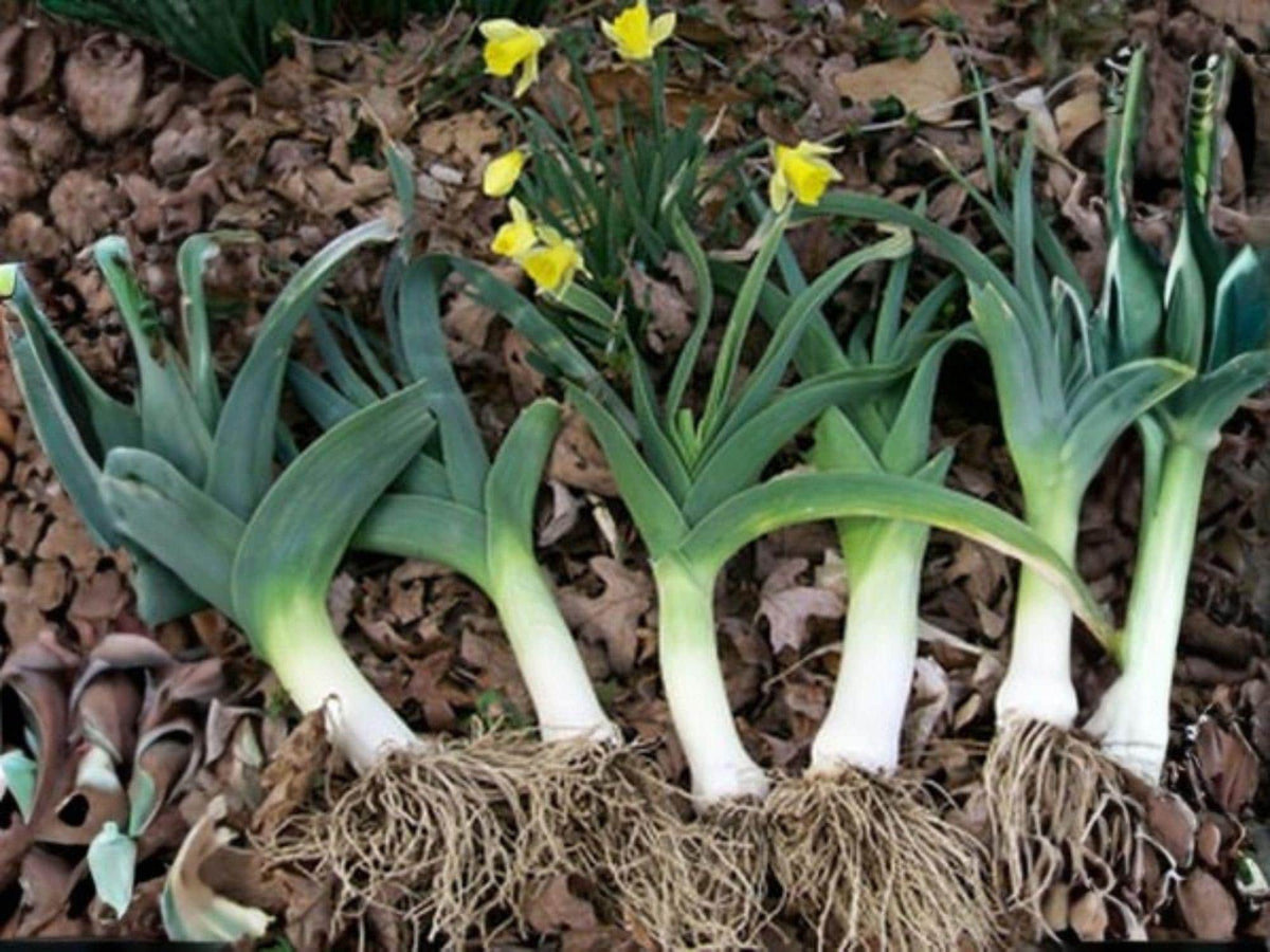 American Flag Leek Seeds – Heirloom Vegetable Garden Seeds for Cold Climate, Full Sun, Long White Stalks, Mild Onion Flavor