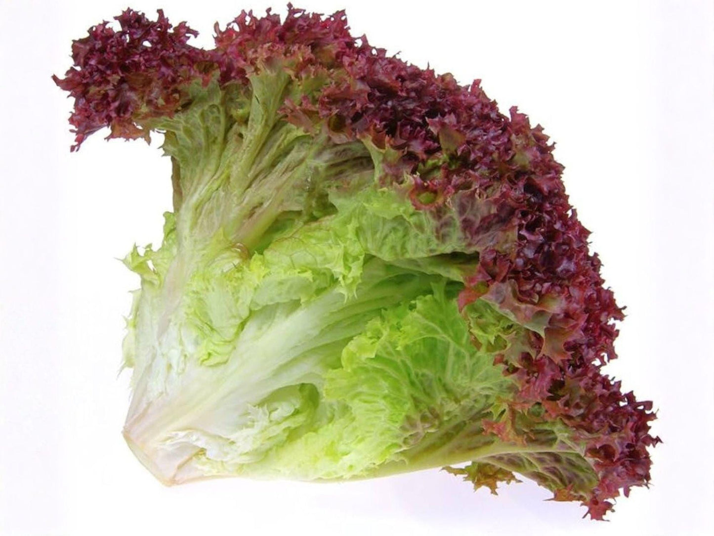 Heirloom Red Romaine Lettuce Seeds – Crisp Cos Salad Greens, 500 Seeds, Heirloom, Red-Bronze, Cool-Season Vegetable