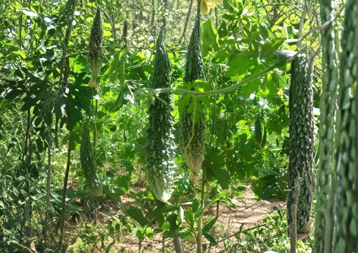 Futo Spindle Bitter Gourd Seeds – 5 Heirloom Climbing Vine Vegetable Seeds, Momordica charantia
