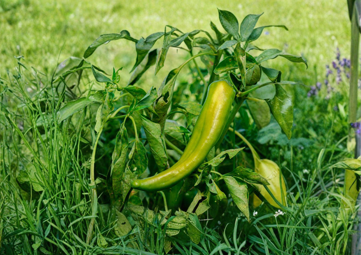 Anaheim Hot Pepper Seeds – 25 Heirloom Chili Vegetable Seeds for Mild to Medium Heat, Garden Growing, Roasting & Cooking