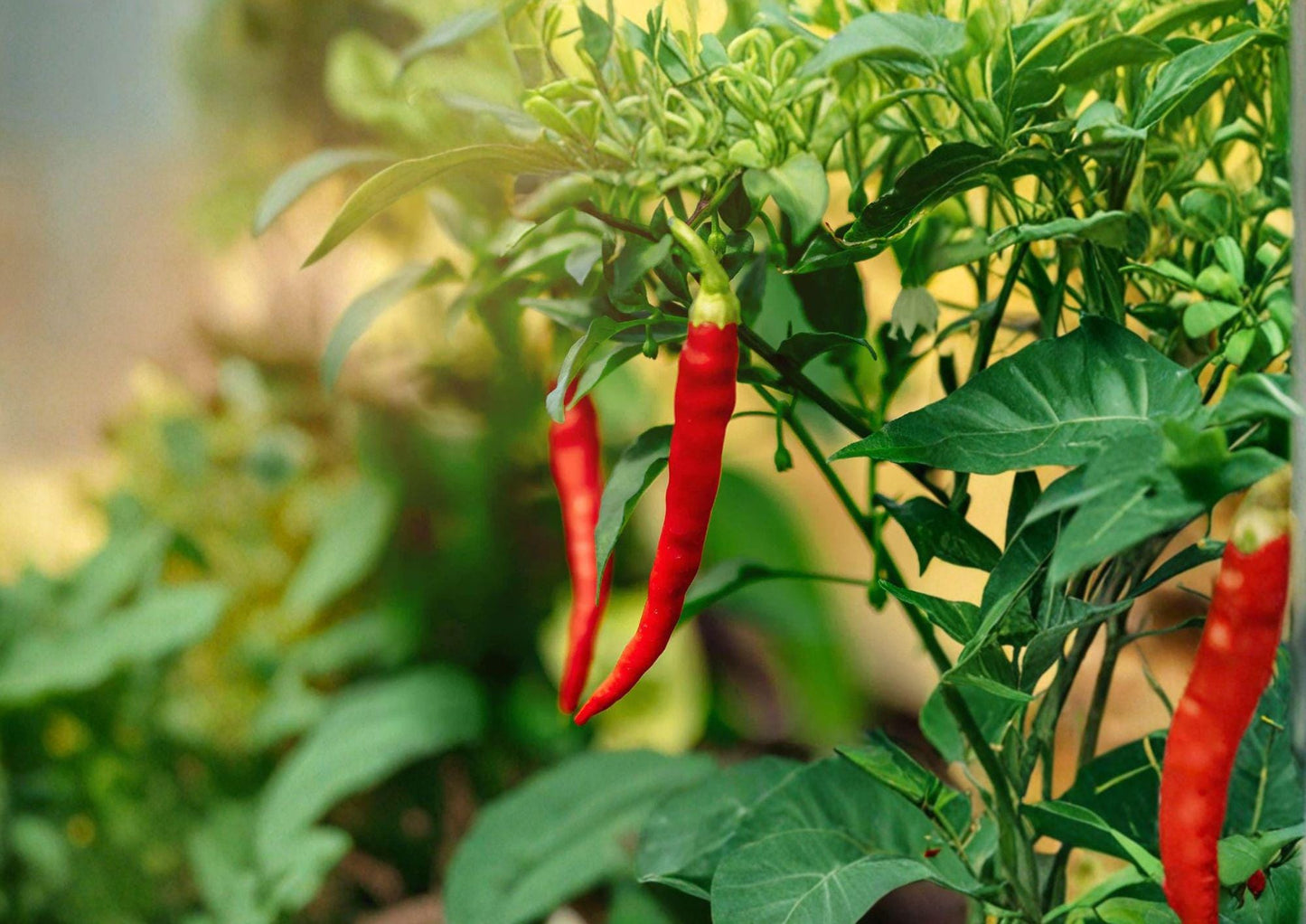 Thai Capsicum Frutescens Hot Pepper Seeds – 25 Heirloom Chili Vegetable Seeds for Warm Climates, Container Growing, Spicy Thai Cuisine