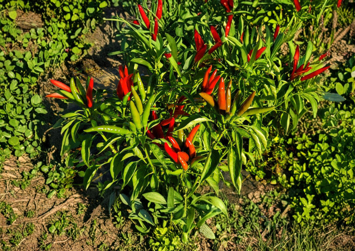 Thai Garden Bird Hot Pepper Seeds – 25 Heirloom Chili Seeds for Spicy Thai Cuisine, Bird’s Eye Chili, Compact, High Yield, Hot Pepper Seeds