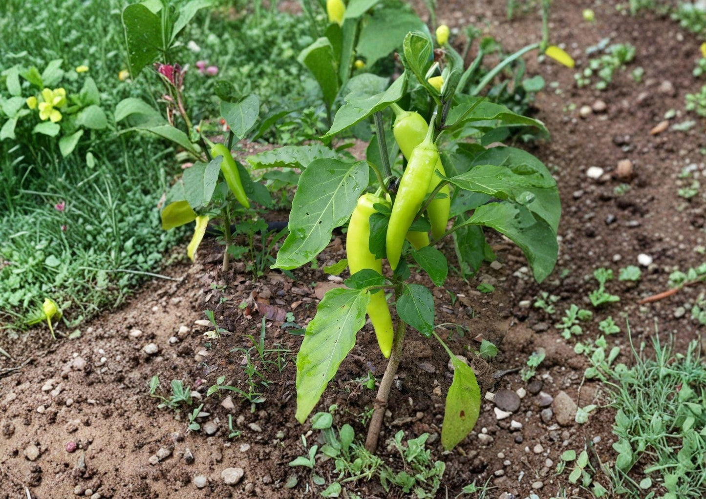 Heirloom Sweet Banana Pepper Seeds – Mild Yellow Vegetable Garden Variety for Fresh Salads, Pickling, and Cooking