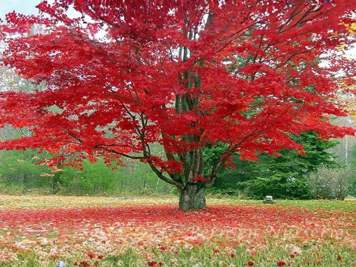 Red Maple Tree Seeds – Acer rubrum, Fast-Growing Shade Tree with Brilliant Fall Color, Native North American Deciduous Plant