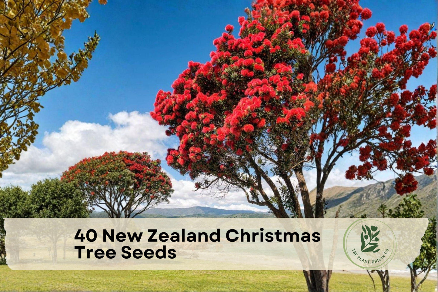 40 New Zealand Christmas Tree Seeds | Ornamental Pohutukawa (Metrosideros excelsa) for Landscaping & Containers