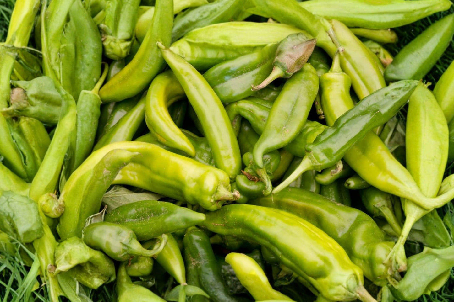 Anaheim Hot Pepper Seeds – Heirloom Chili for Roasting, Mild Heat, Garden Harvest, Organic, 25 Pack