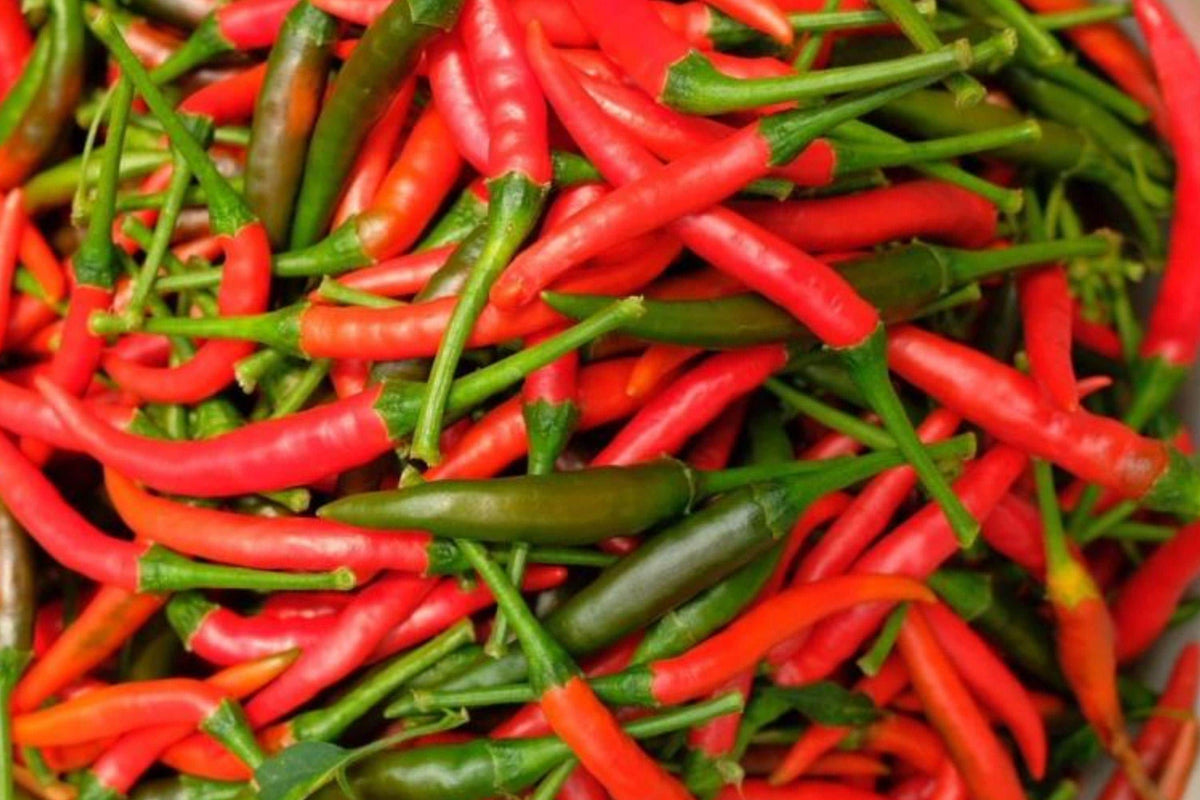 Thai Chili Seeds – Heirloom Capsicum Frutescens for Spicy Hot Peppers, 25 Seeds for Asian Cuisine & Container Gardening