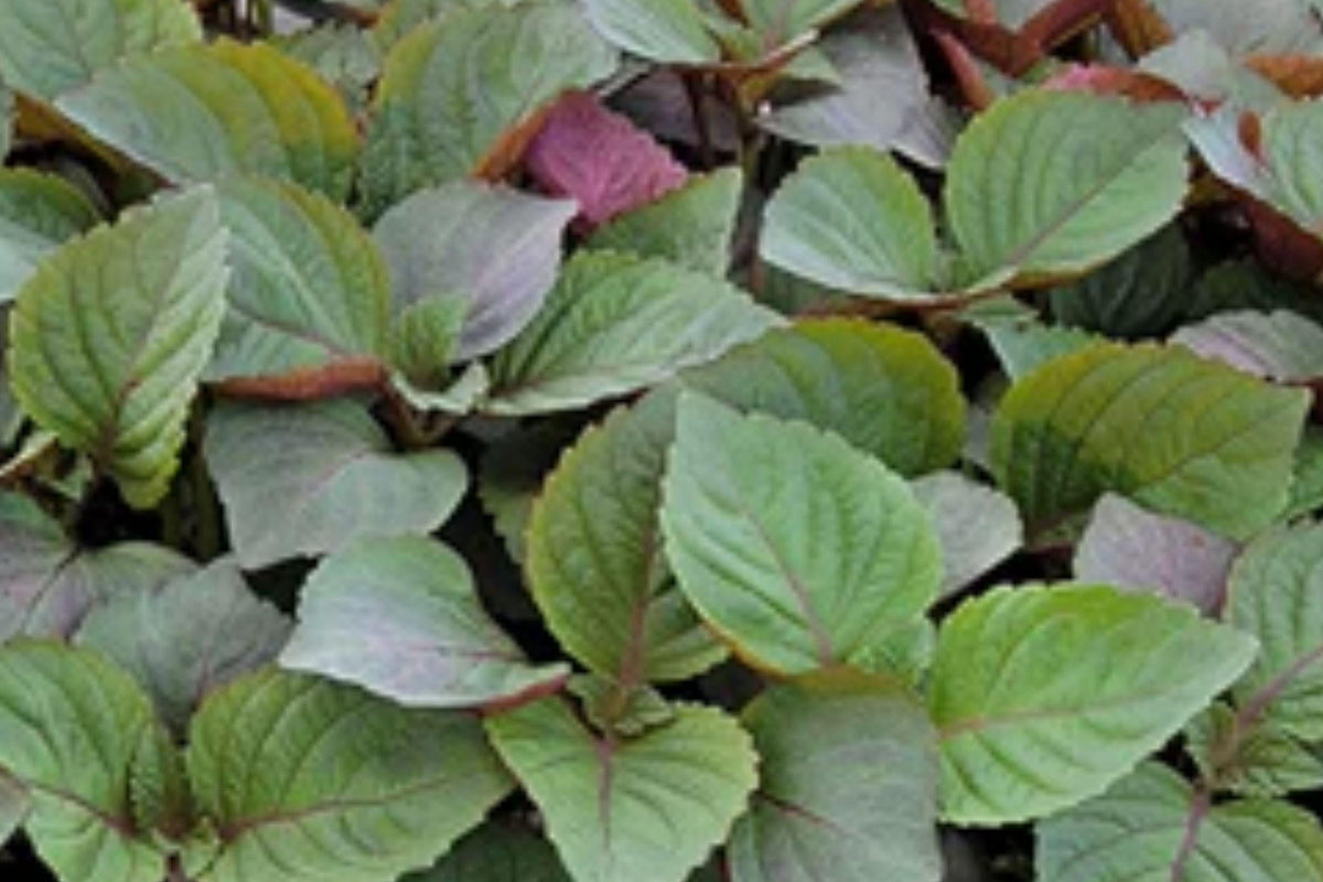Perilla Shiso Jeok Ssam Ip Herb Seeds – 500 Heirloom Red Purple Leaves for Culinary Gardening, Asian Cuisine, Container Planting