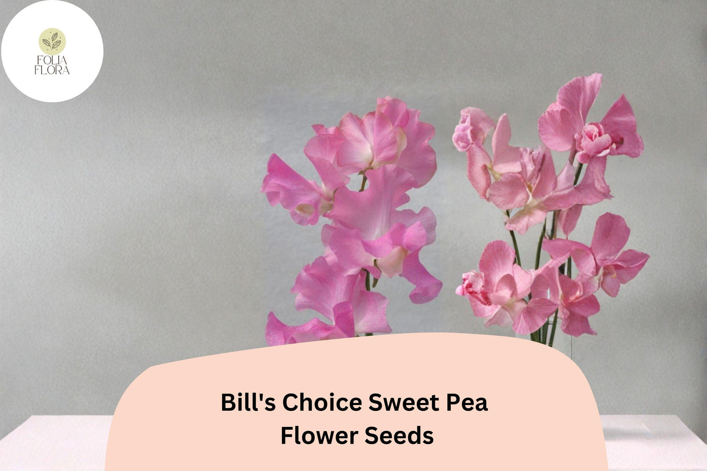 Bill’s Choice Sweet Pea Seeds – Pink Climbing Flower, Lathyrus odoratus, 50+ Seeds for Garden, Trellis & Fence, Cut Flowers