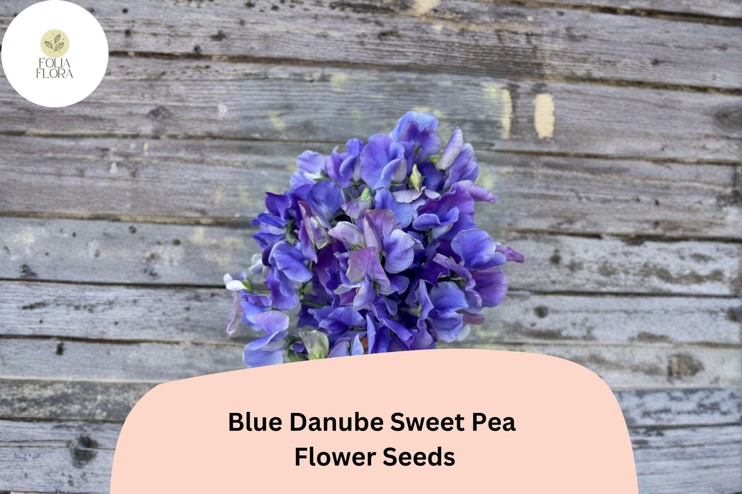Blue Danube Sweet Pea Seeds 50+ | Climbing Fragrant Blue Lavender Flower Garden Planting | Lathyrus odoratus