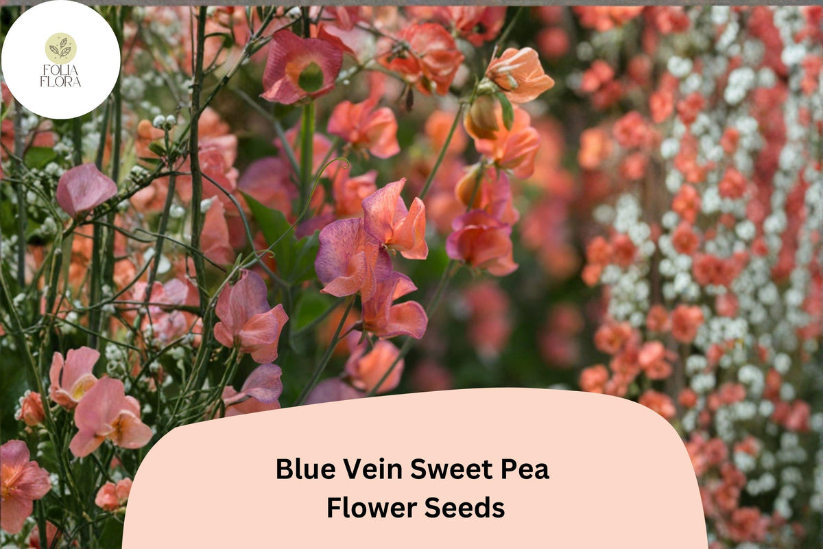 Blue Vein Sweet Pea Seeds 50+ | Orange Fragrant Climbing Flower | Lathyrus odoratus Garden Vine