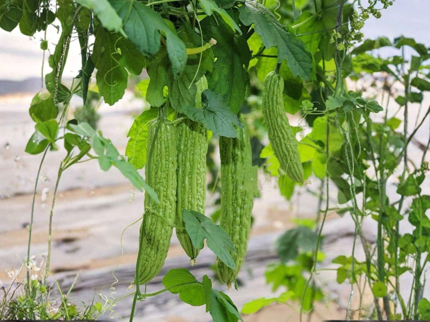 Futo Spindle Bitter Gourd Seeds – 5 Asian Bitter Melon Vegetable Seeds – Heirloom Climbing Vine for Asian Cuisine and Trellis Gardening