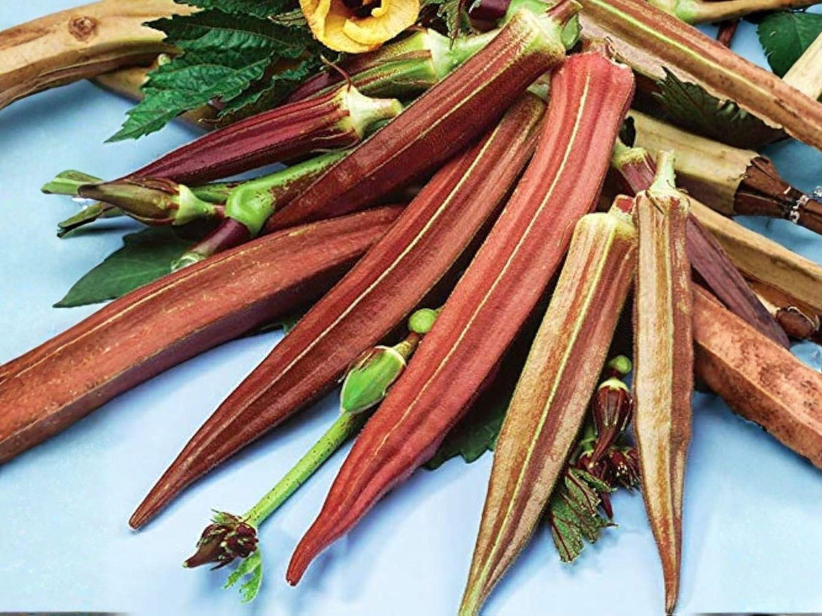 Red Burgundy Okra Seeds – Heirloom Vegetable Garden Plants – Deep Red Pods, Mild Flavor, Ornamental & Edible, 100 Seeds