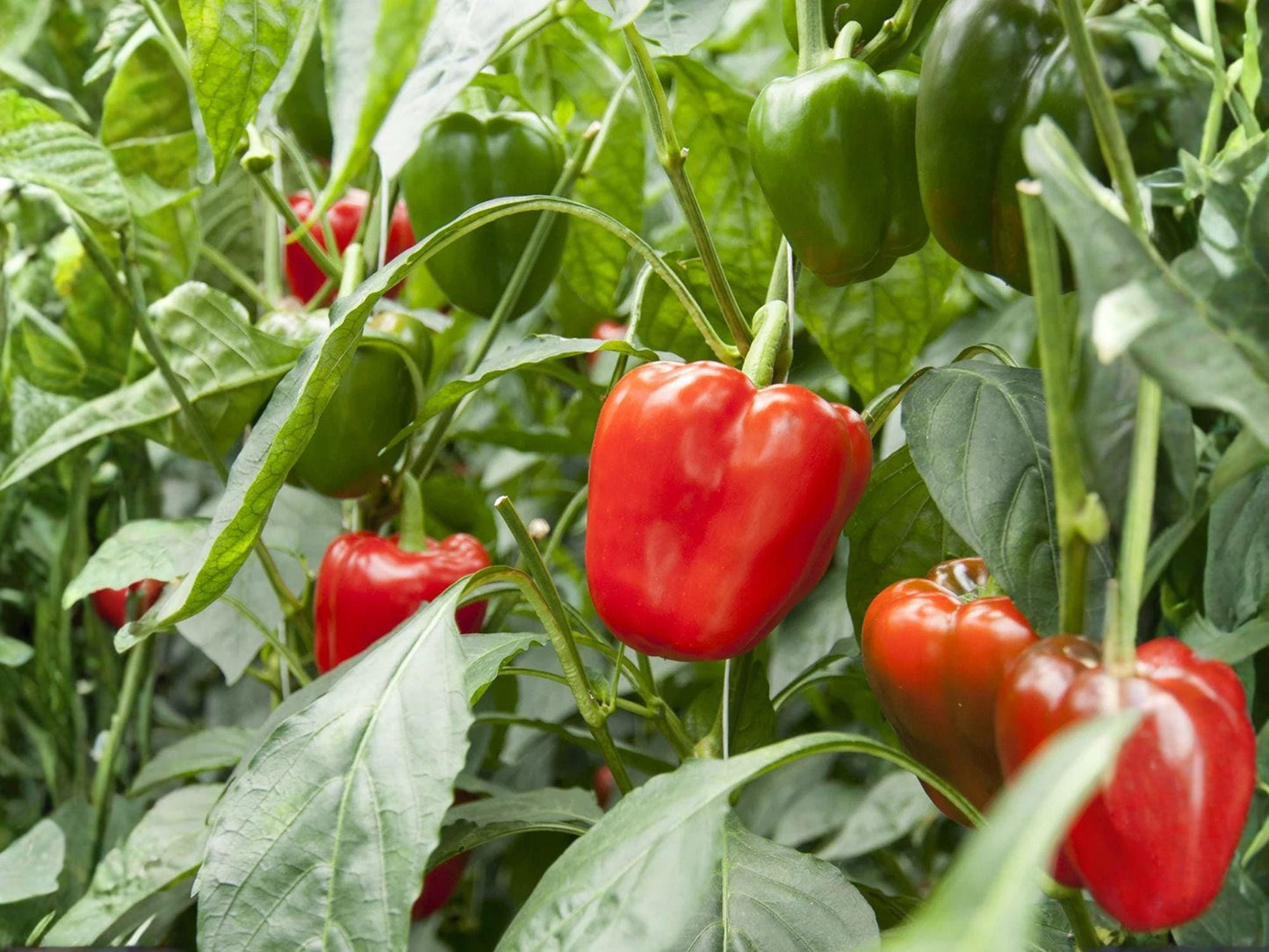 California Wonder Heirloom Bell Pepper Seeds – 25 Pack, Sweet Capsicum annuum, Large Blocky Fruits, Red & Green, for Garden & Container