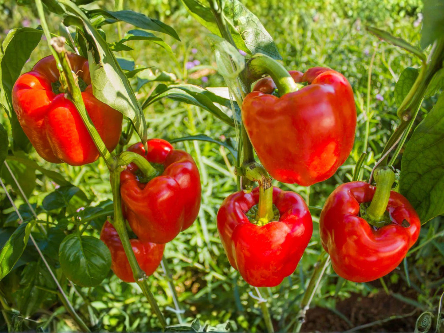 Yolo Wonder Bell Pepper Seeds – 25 Improved Sweet Green Bell Peppers for Gardening, Heirloom-Style, Full Sun, Blocky, Mild Flavor
