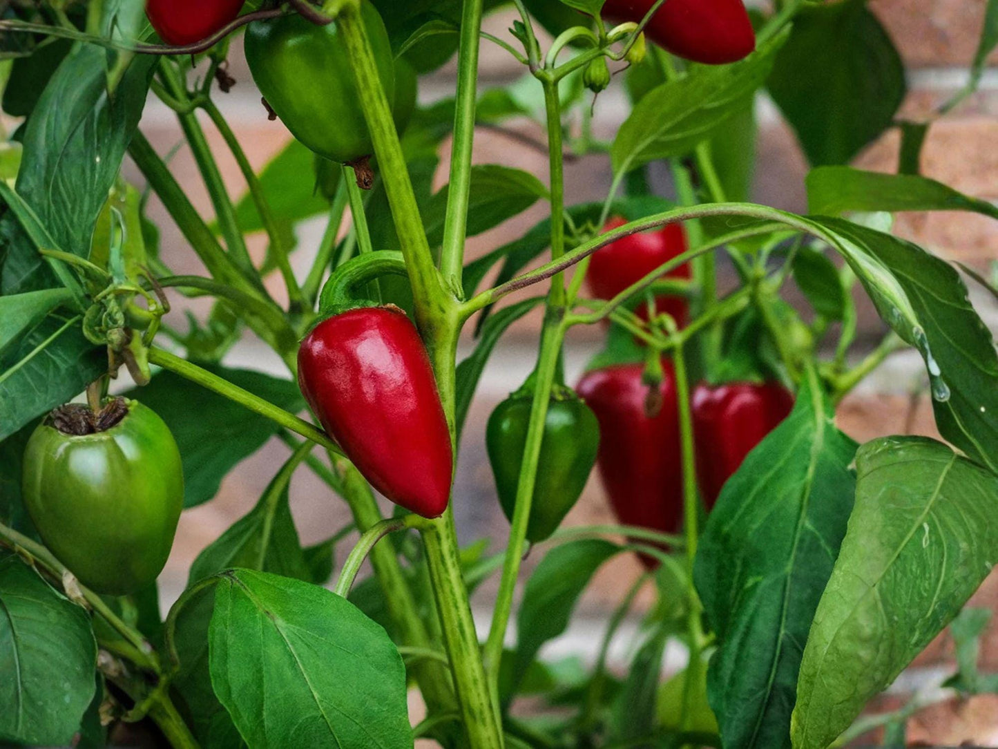 Early Jalapeno Pepper Seeds – 25 Hot Chili Garden Seeds for Salsa, Pickling, and Container Gardening – Medium Heat, Green to Red