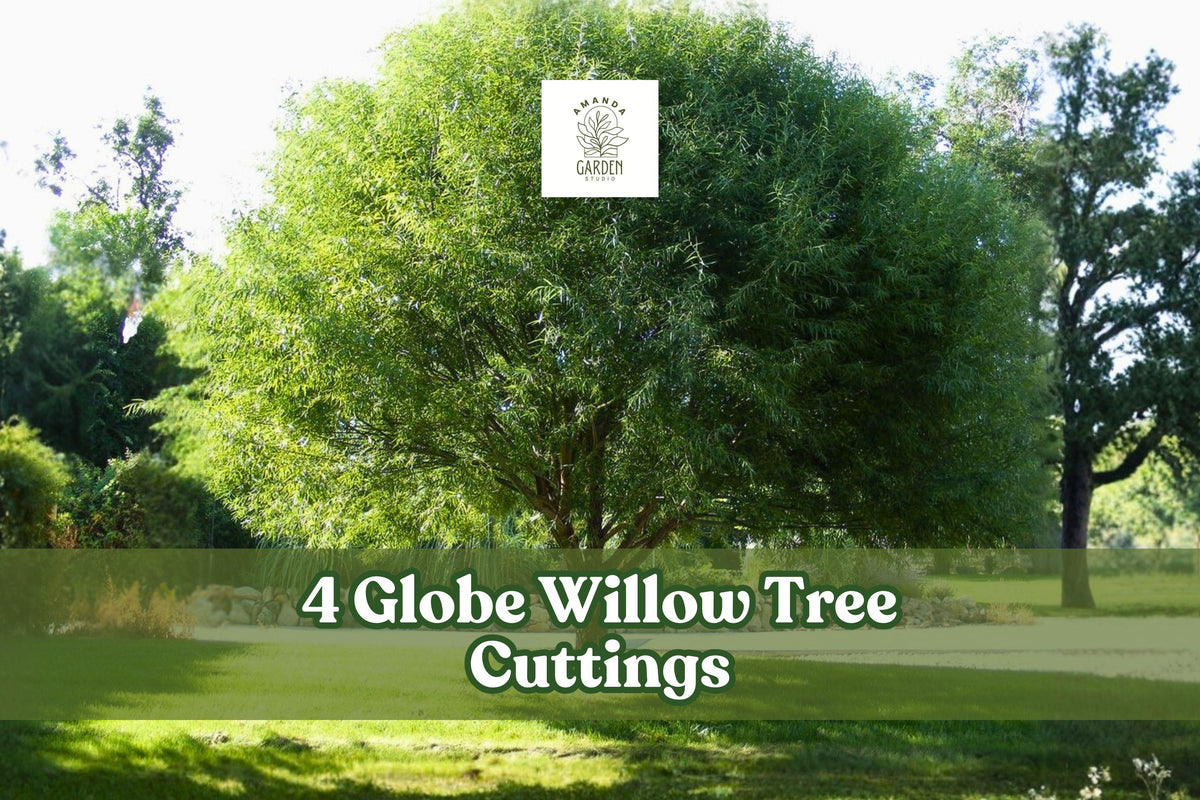 4 Globe Willow Tree Cuttings for Planting | Salix matsudana ‘Globe’ | Fast-Growing Ornamental Shade & Privacy Tree
