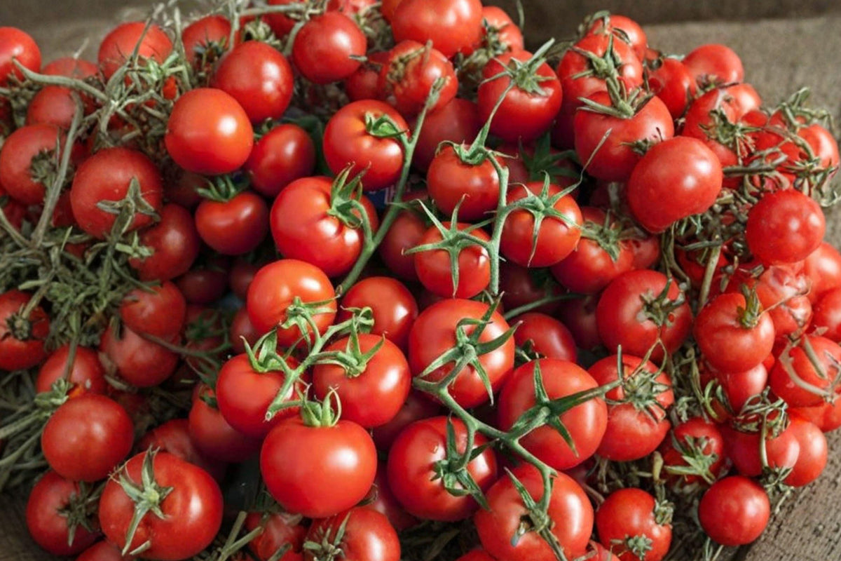 Heirloom Red Cherry Tomato Seeds – Sweet, High Yield, Organic, Non-GMO, for Garden, Container, and Raised Bed Planting