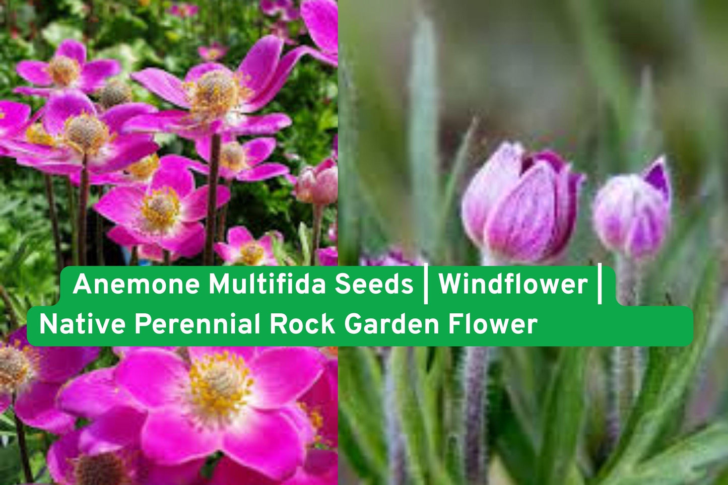 Anemone Multifida Seeds | Native Perennial Wildflower for Rock Gardens & Pollinator Habitats | Windflower Seeds