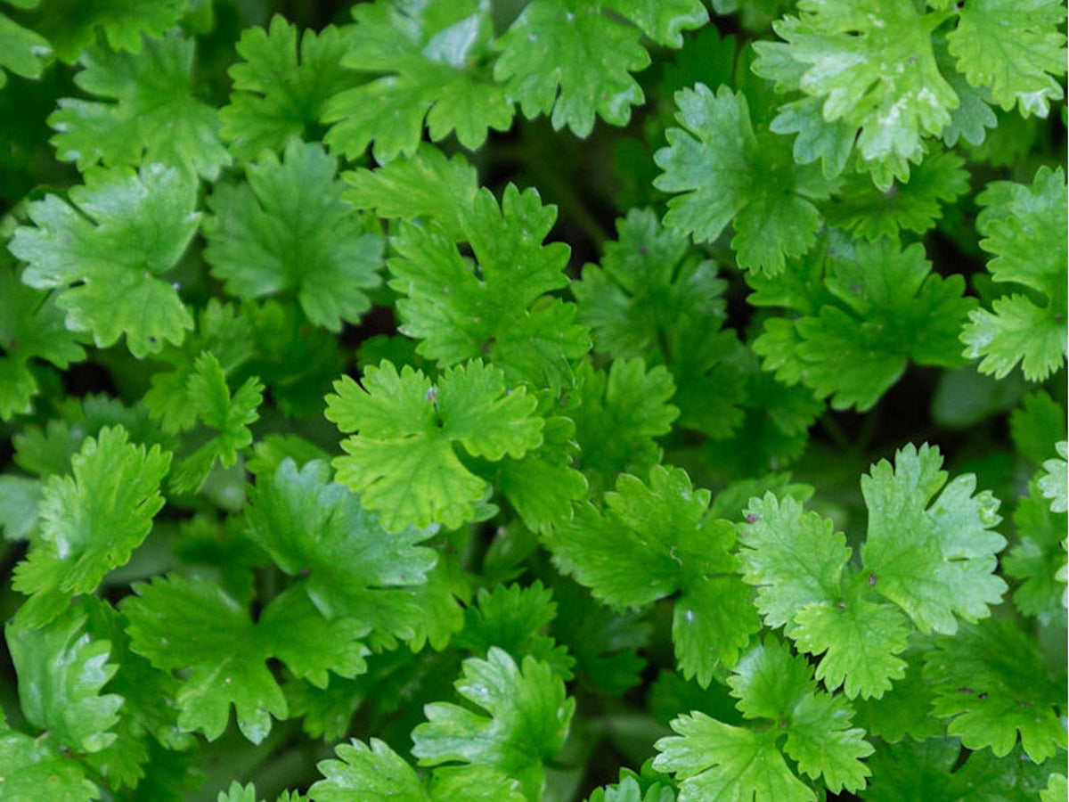 Cilantro Seeds – Heirloom, Non-GMO, Dual-Purpose Herb for Leaves & Seeds – Coriander ‘Leisure’ (100 Seeds)