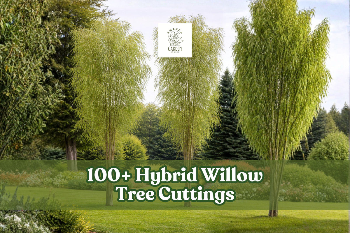 Hybrid Willow Tree Cuttings – 100+ Pencil-Size Live Salix Hybrid for Privacy Hedge, Windbreak, Landscape Planting