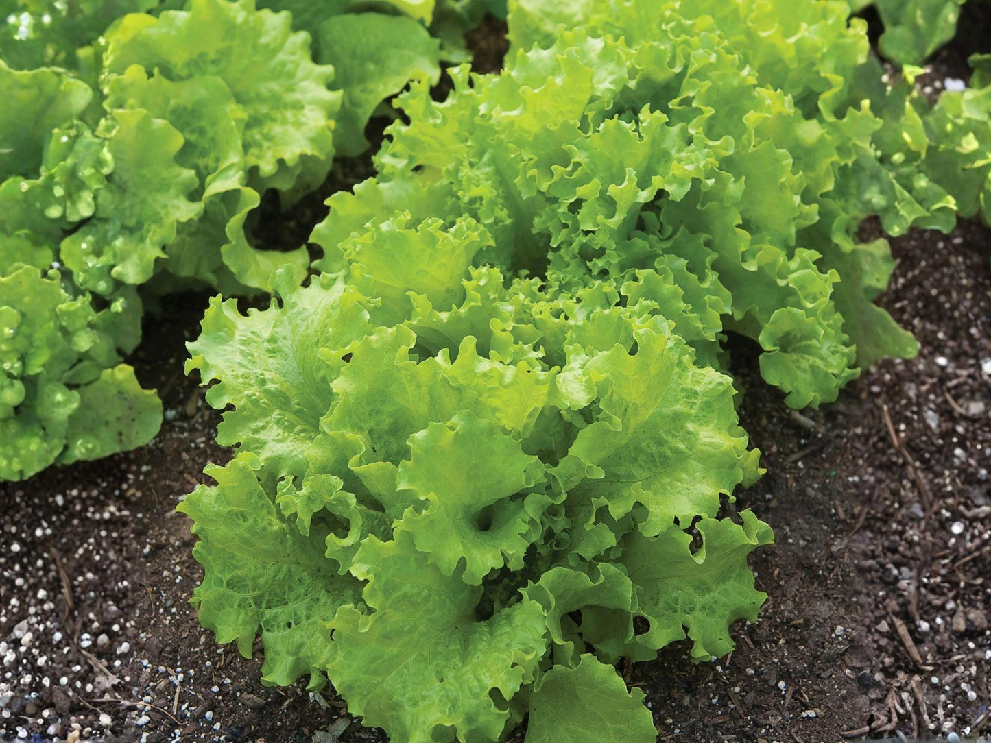 Black Seeded Simpson Lettuce Seeds – Loose-Leaf Light Green Vegetable, Lactuca sativa, 1000 Seeds