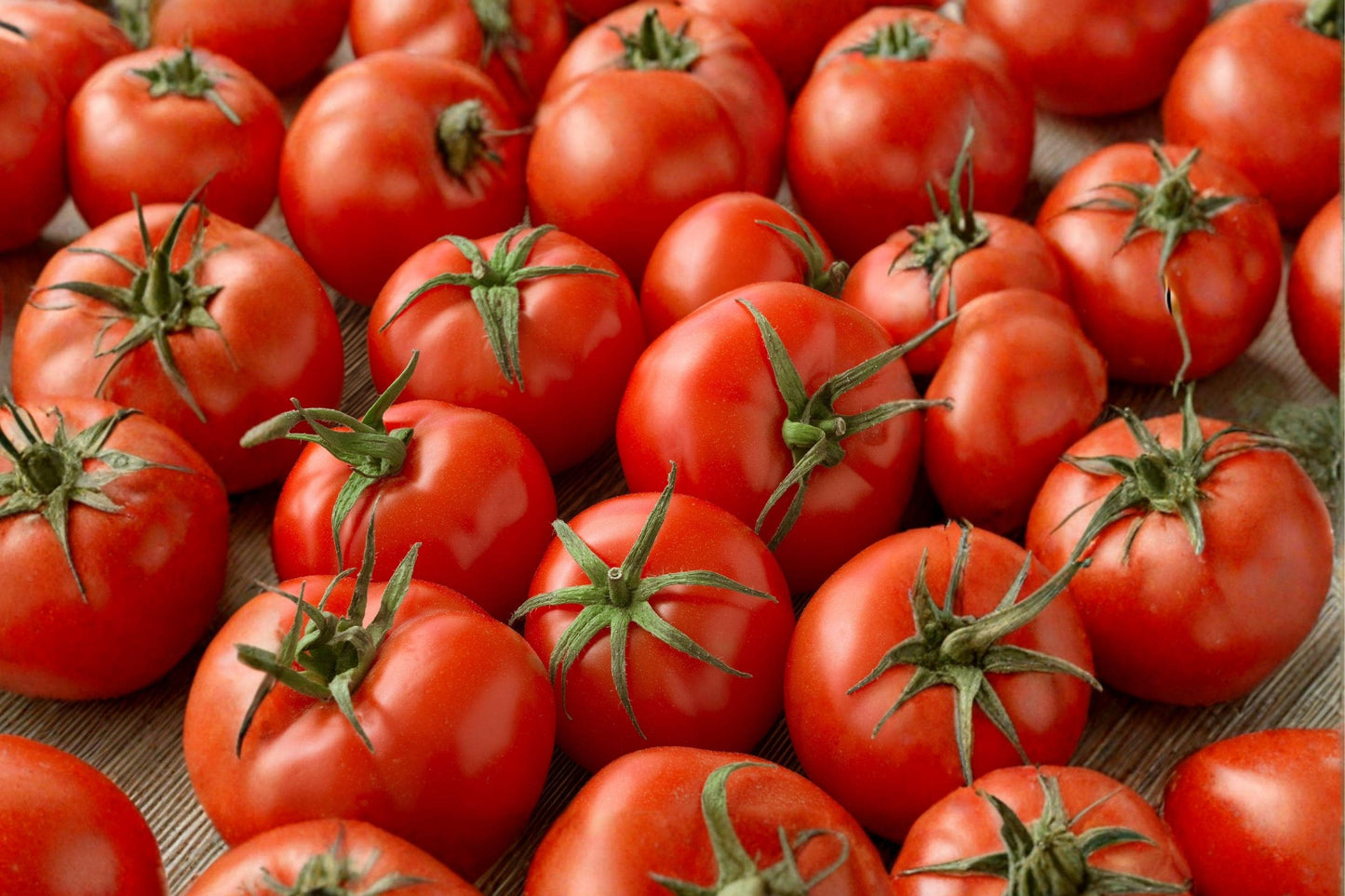 Floradel Tomato Seeds - Heat Tolerant Heirloom Slicing Variety, 30 Seeds, Organic, High Yield, Outdoor Garden, Fresh Eating