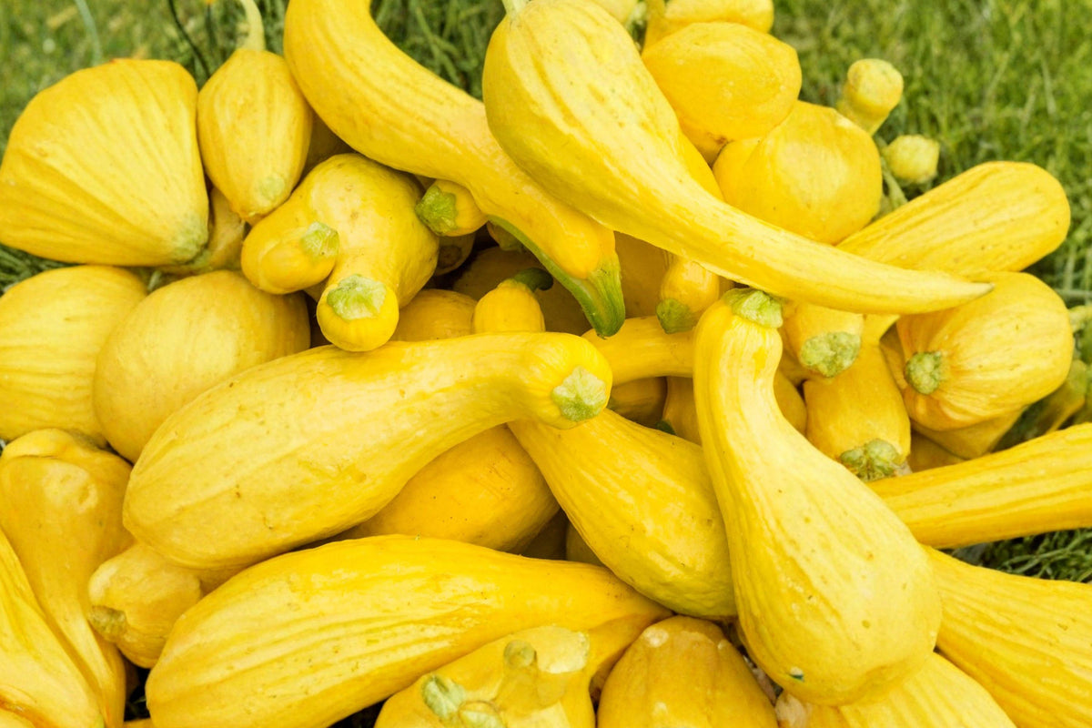 Early Summer Crookneck Squash Seeds – Heirloom Yellow Vegetable for Organic Garden, Homegrown, Tender, Curved Neck, 10 Seeds