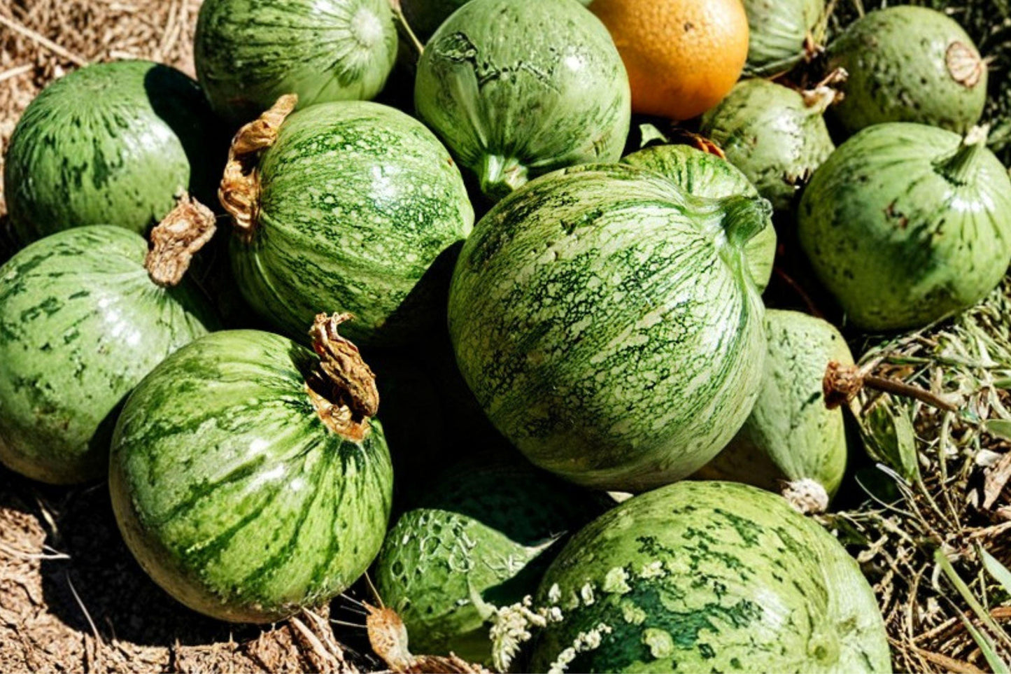 Heirloom Round Zucchini Seeds – Organic Summer Squash, High Yield Vegetable Seeds for Home Gardens, Container Planting, 10 Seeds