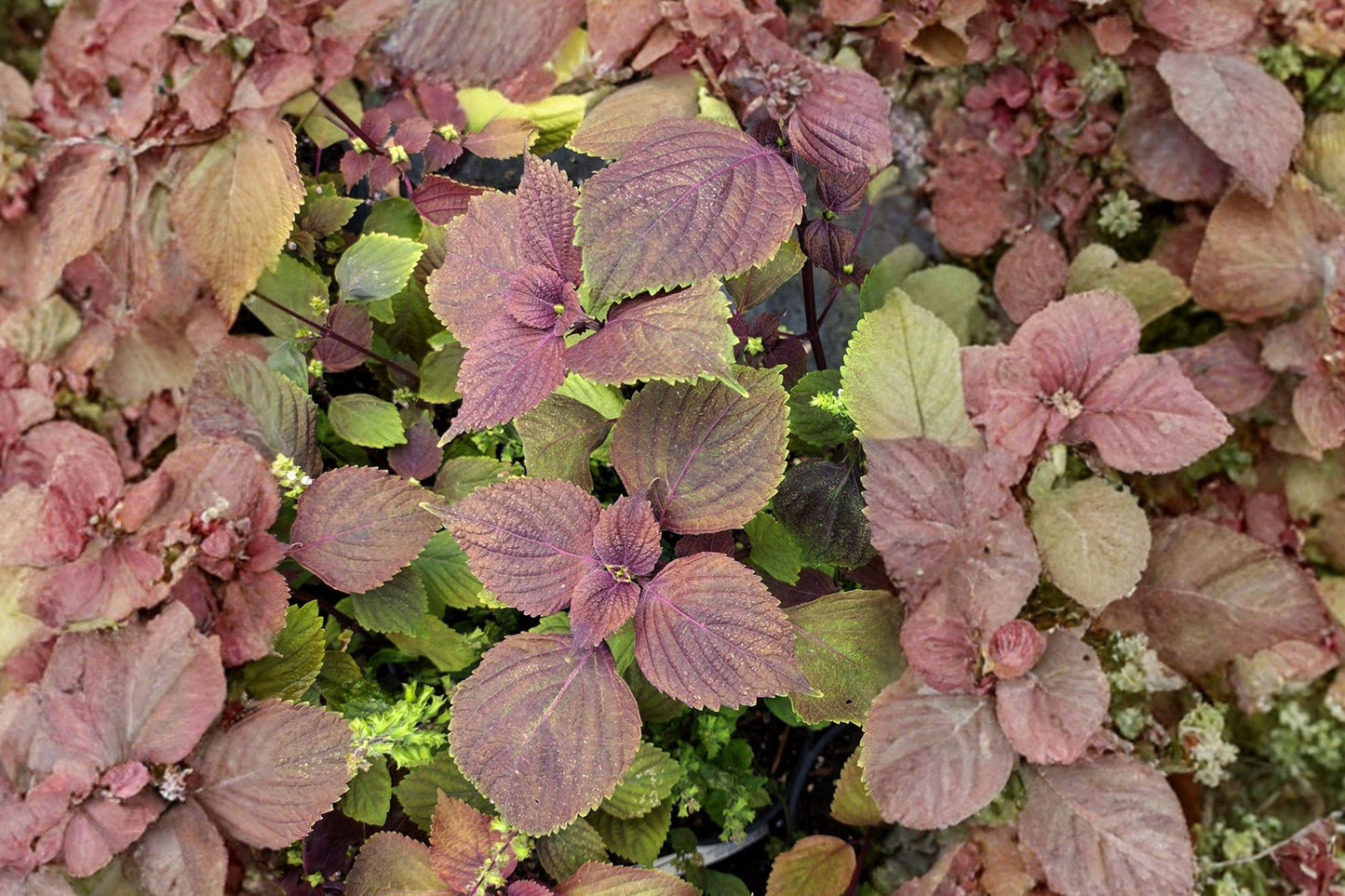 Red Perilla Shiso Herb Seeds – 100 Heirloom Asian Culinary Garden Seeds for Sushi, Pickling, Garnishing, and Herbal Tea