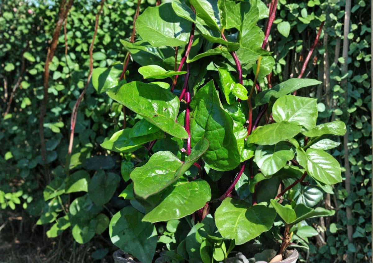 Red Stem Malabar Spinach Seeds – Heirloom Climbing Vegetable for Summer Gardens, Green Leaves with Red Stems, Tropical Vine
