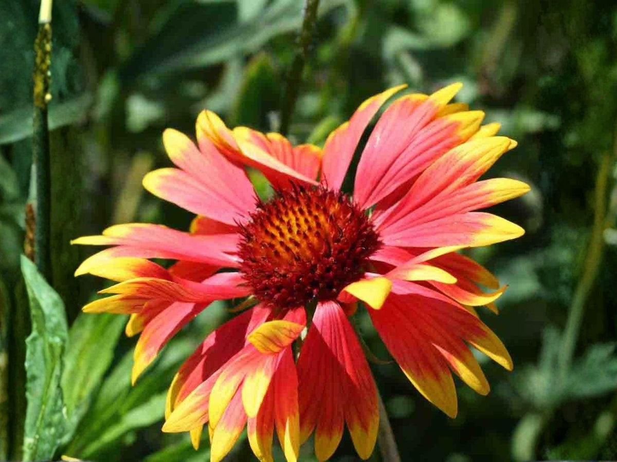 Gaillardia aristata Seeds – Meriwether Blanketflower Native Perennial Wildflower for Pollinator Gardens, Drought Tolerance