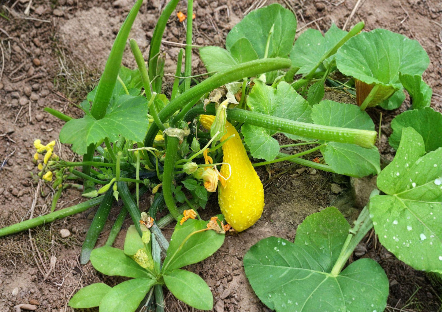 Heirloom Crookneck Squash Seeds – Yellow Summer Vegetable Garden, 10 Seeds, Early Crookneck Variety, Heirloom, Organic