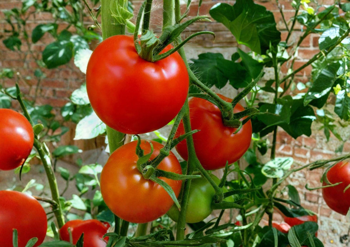 Floradel Tomato Seeds – Heirloom Red Slicing Variety for Warm Climates, 30 Seeds, Heat-Tolerant, Gourmet Salad & Sandwich Tomatoes