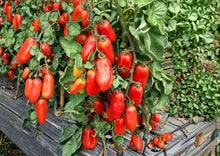 San Marzano Tomato Seeds – Heirloom Italian Paste Variety for Garden, Canning & Cooking, Indeterminate, 30 Seeds